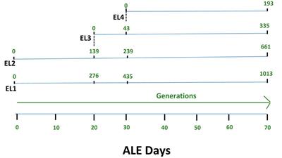 Adaptive laboratory evolution of Salmonella enterica in acid stress